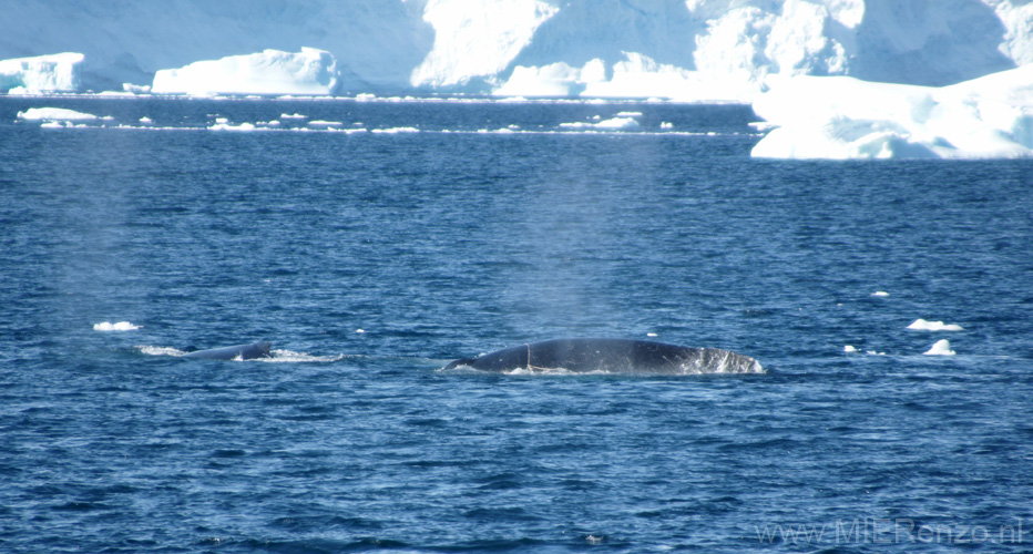 20081226 E (35) Walvis met touw om zijn nek