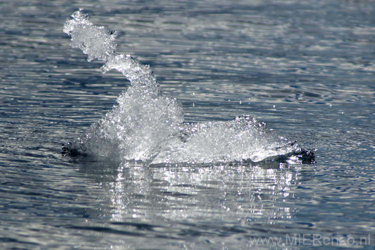 20081227 A (38) Melchior Islands