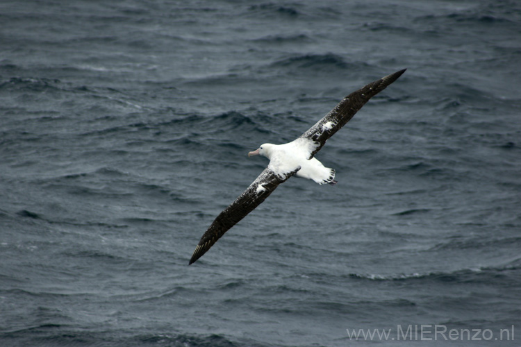 20081230 (11) Drake Passage