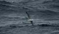 20081230 (05) Drake Passage