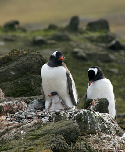 20081217 C (20) Landing Barrientos Island - ezelspinguins