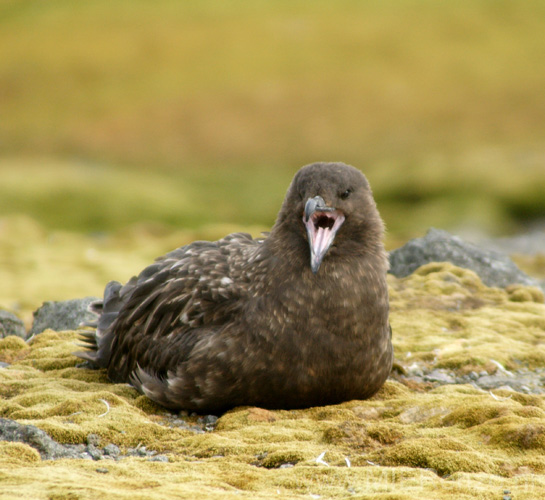 20081217 C (38) Landing Barrientos Island - skua