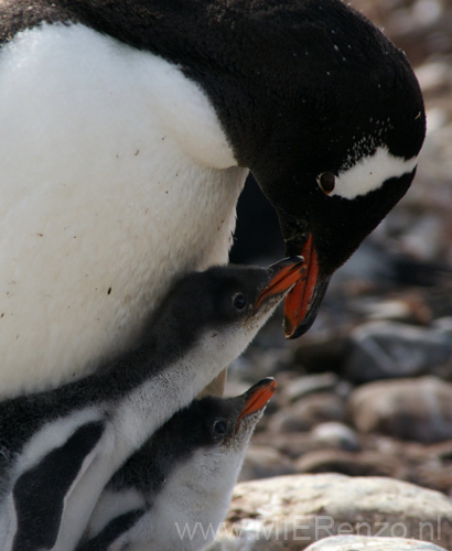 20081218 B (35) Landing Yankee Harbour - ezelspinguins