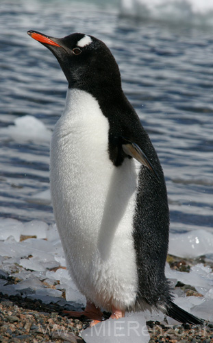 20081222 A (32) Neko Harbour -  ezelspinguin