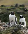 20081217 C (20) Landing Barrientos Island - ezelspinguins