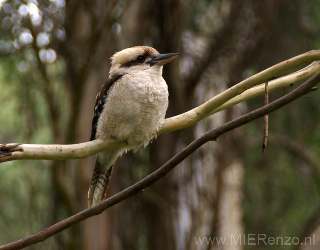 20110401105648 Kookaburra