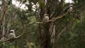 20110401105635 Kookaburras