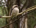 20110401105648 Kookaburra