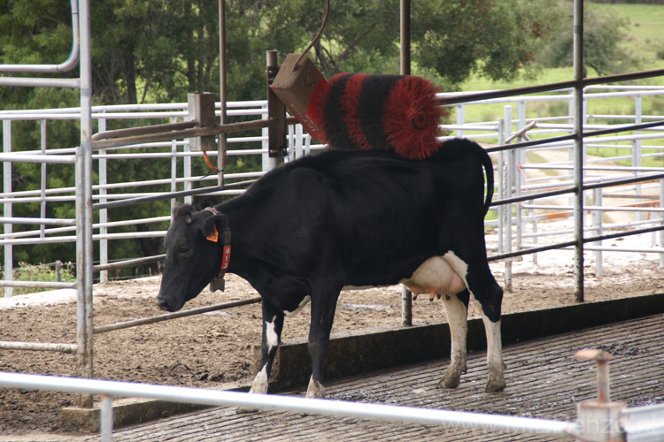 20110404132820 At the cow wash!