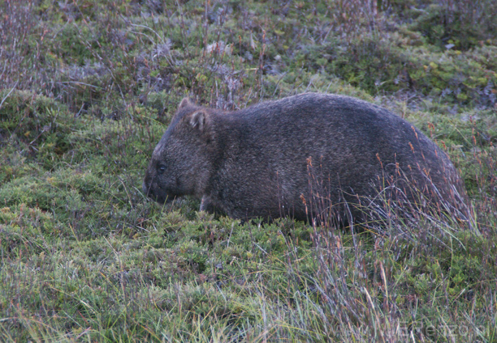20110405174807 Gradle Mountains - Wombat
