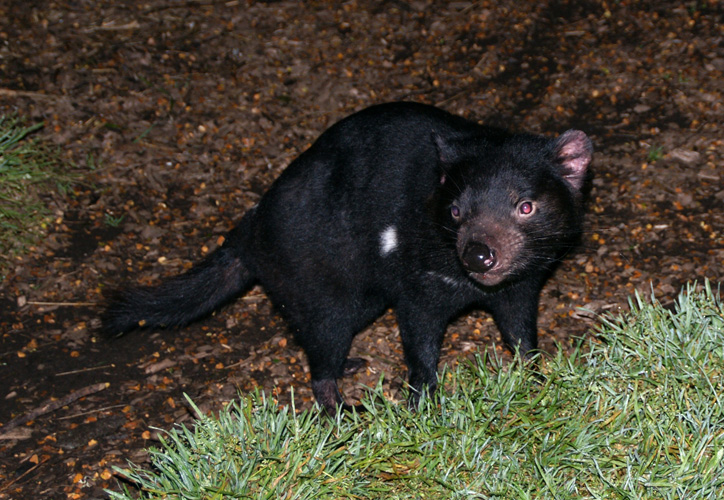 20110405214714 Tasmanian Devil