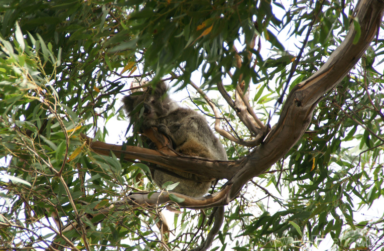 20110409111023 Koala vrouwtje in de wind!!