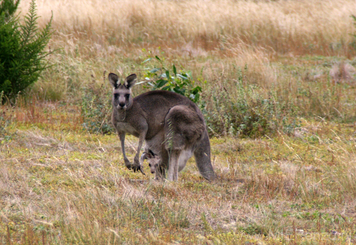 20110409143202 Daar is een Joey!!