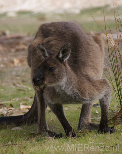 20110415153301 Kangoeroe