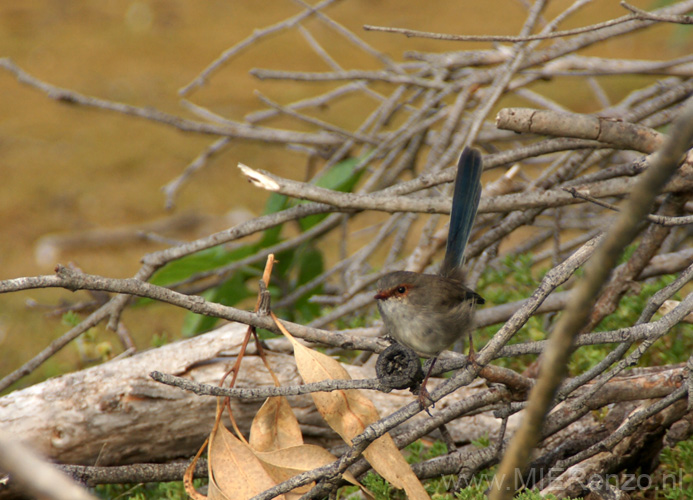 20110415154807 Lief vogeltje