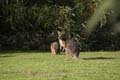 20110415161446 Wallabies