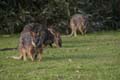 20110415161636 Wallabies