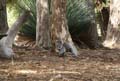 20110416104850 Koala op de grond