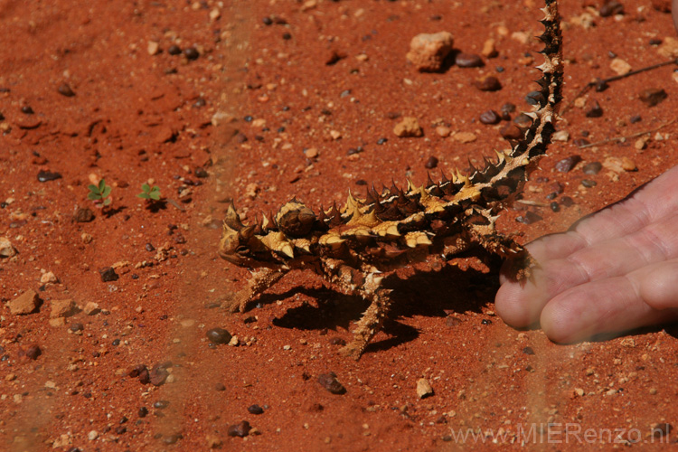 20110421120627 Thorny devil