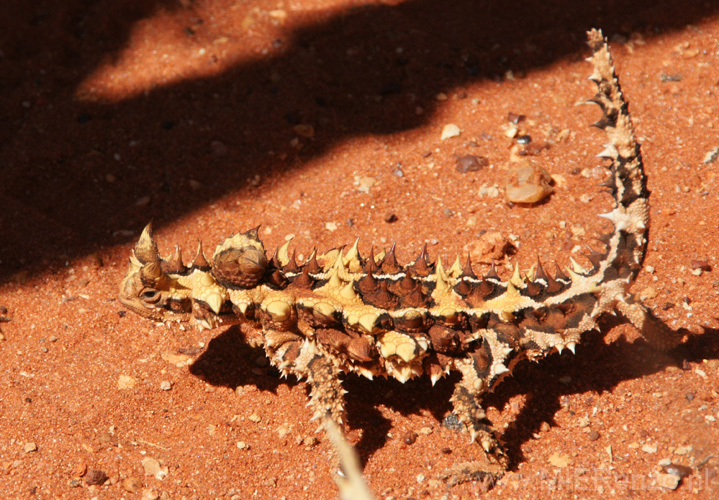 20110421120638 THORNY DEVIL!!!