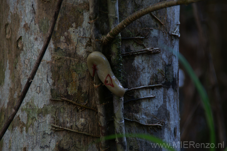 20110425103050 Fraser Island - naaktslak