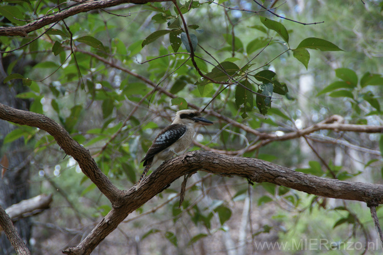 20110425140625 kookaburra