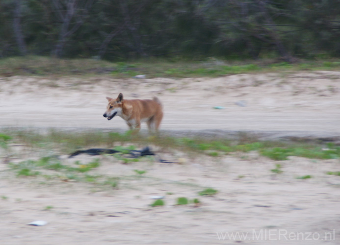 20110425172128 Bingo! Een dingo!!