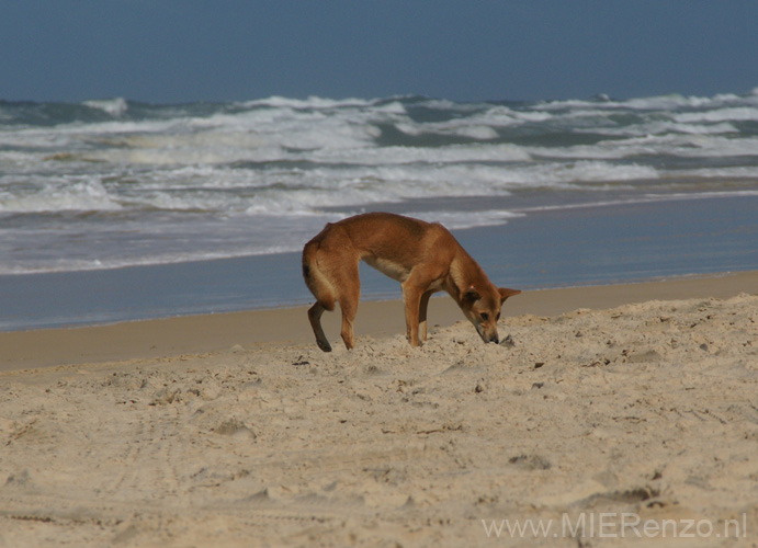 20110426125205 Weer een dingo!!