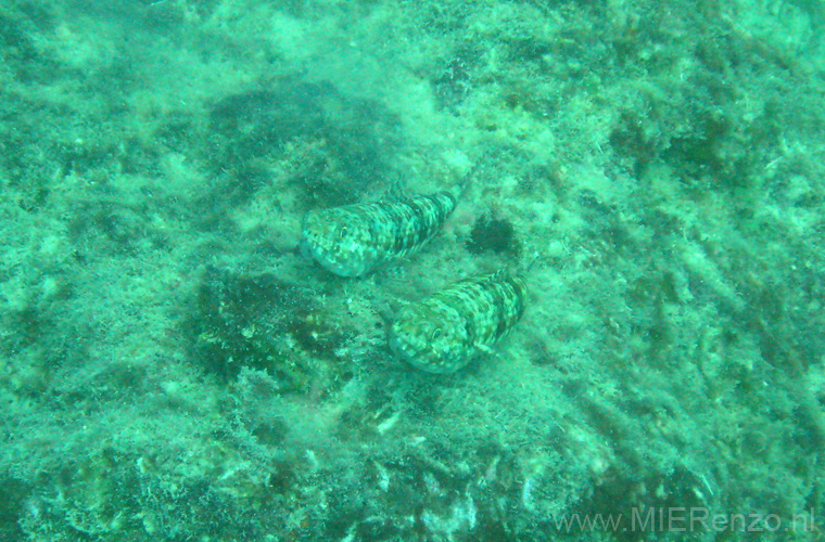 20110429150015 Mier - Great Barrier Reef