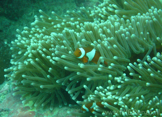 20110429150520 Nemo!