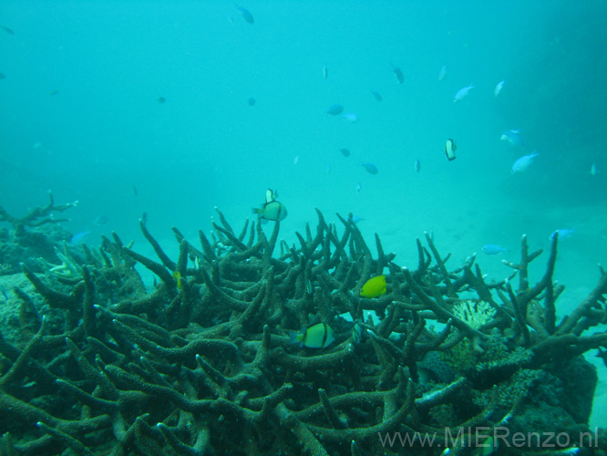 20110502091745 Great Barrier Reef