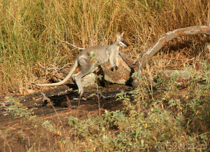 20110503164951 Jumping Joey