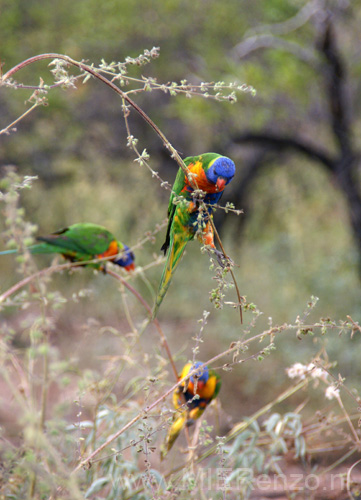 20110503172316 En de vogels weer!