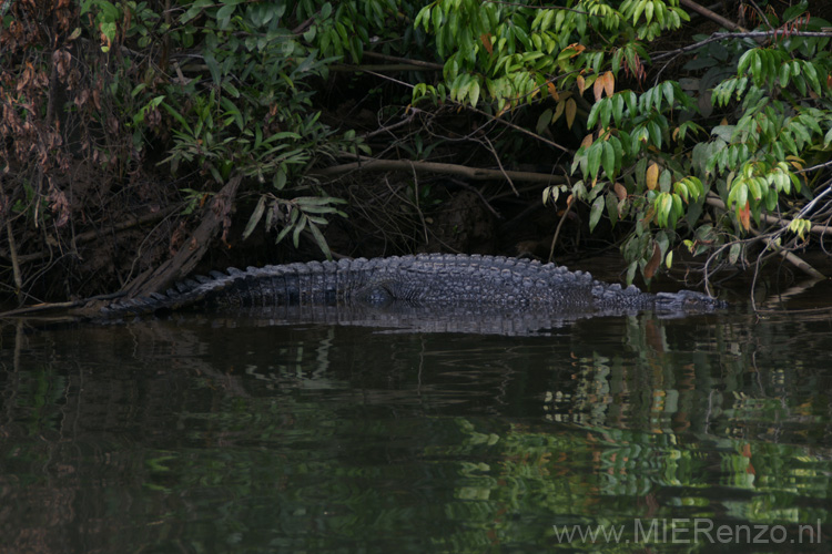 20110505093032 Daintree River