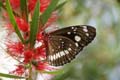 20110503162243 Vlinder Undara