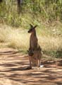 20110504102308 Kangoeroe met Joey