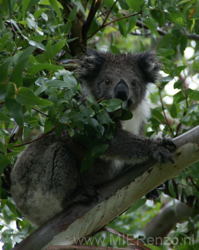 20110410162337 Een actieve koala!