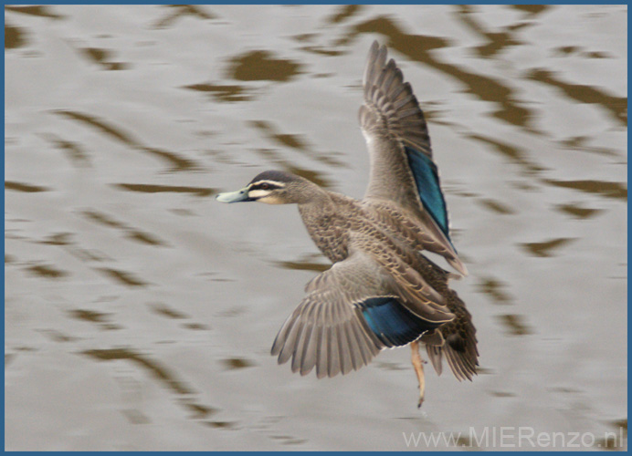 20110412153659 Landende eend