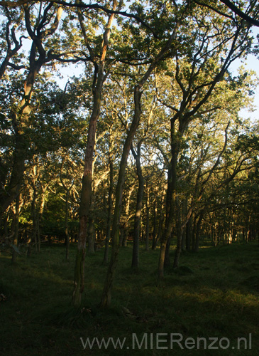 20101010090243 Amsterdamse waterleidingduinen