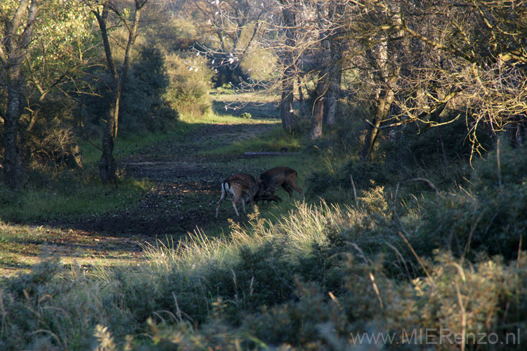 20101010092428 Amsterdamse waterleidingduinen