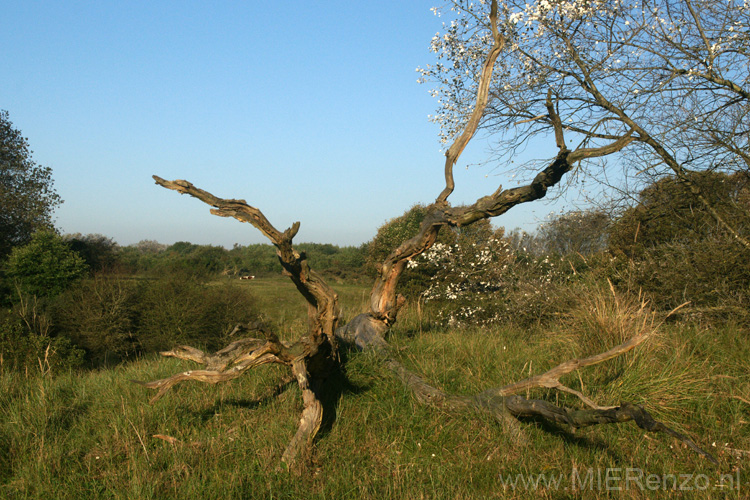 20101010093325 Amsterdamse waterleidingduinen