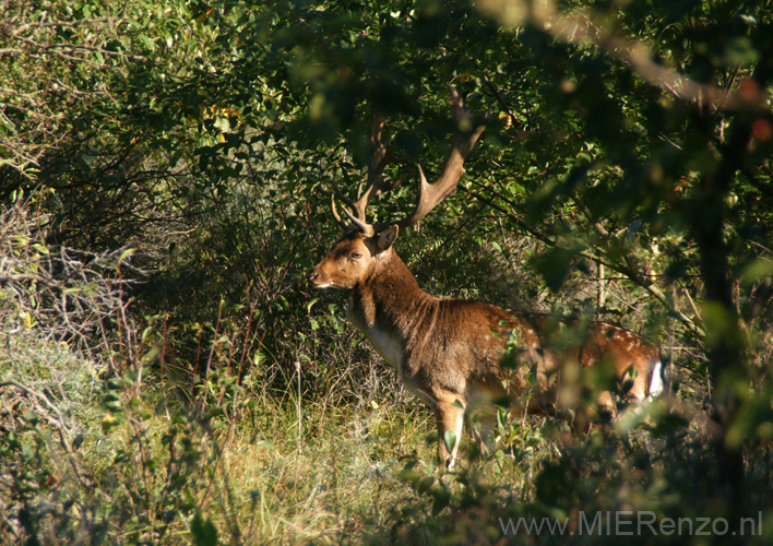 20101010104735 Amsterdamse waterleidingduinen