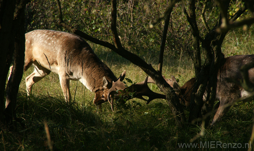 20101010112405 Amsterdamse waterleidingduinen