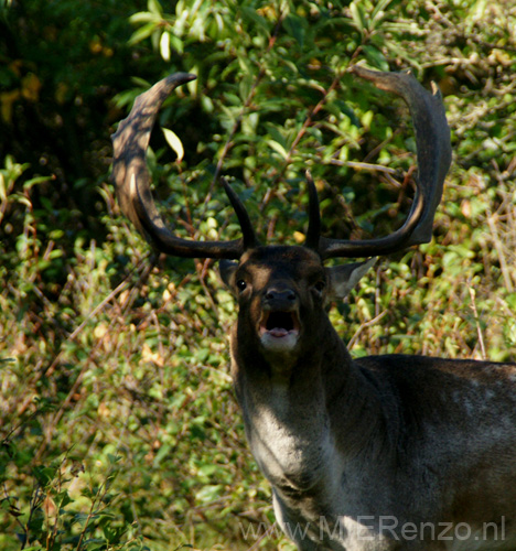 20101010112451 Amsterdamse waterleidingduinen