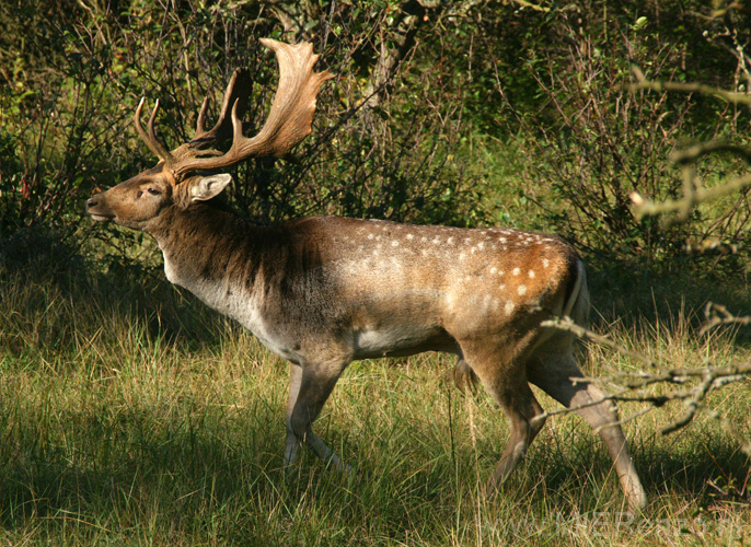 20101010112501 Amsterdamse waterleidingduinen