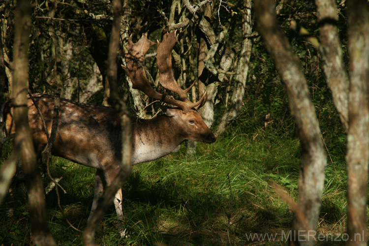 20101010113610 Amsterdamse waterleidingduinen