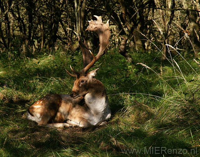 20101010113752 Amsterdamse waterleidingduinen