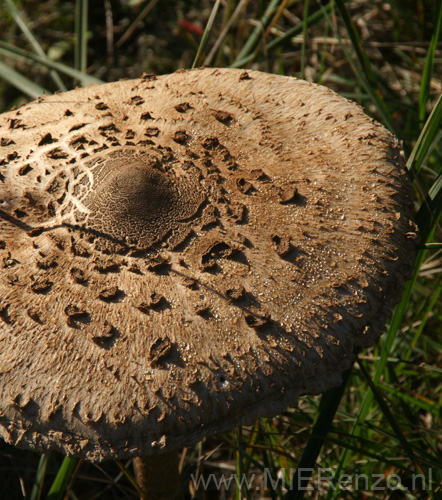 20101010121910 Amsterdamse waterleidingduinen