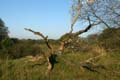 20101010093325 Amsterdamse waterleidingduinen