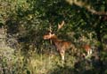 20101010104735 Amsterdamse waterleidingduinen